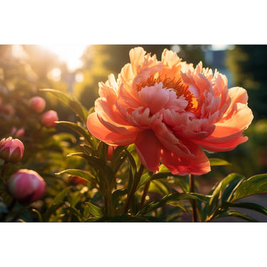 Tableau de Pivoine au Format Paysage